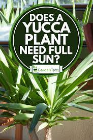 While petunias do best with full sun, they will also grow in partial sun or even somewhat shady conditions. Does A Yucca Plant Need Full Sun Garden Tabs