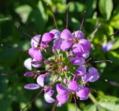 Image result for Cleome maculata