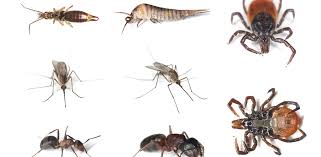 Pest prevention education and resources provided by our chapel hill exterminators that gives you the tools. Pest Gallery Ross Pest Control Mold Removal