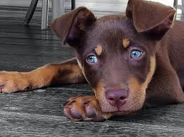 Black And Tan Australian Kelpie Lab Mix Pin By Laura Bairstow On Life Of The Kingdom Dog Kisses Blue Eyed Dog Cute Dogs
