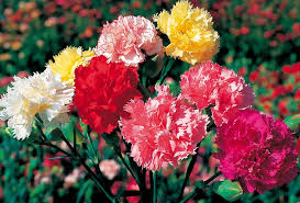 Nama ilmiah anyelir adalah dianthus dengan menggabungkan dua kata yunani, 'dios',yang berarti dewa zeus dan 'anthos' bunga. Arti Dan Makna Bunga Carnation Bibitbunga Com