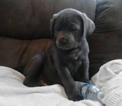 Very smart (knows her commands) but. Cane Corso Italian Mastiff Puppies For Sale In Conneaut Ohio Classified Americanlisted Com