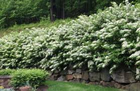 Privacy screening trees are a great way to provide living having a tall screening plants as a deciduous trees or shrubs is the perfect solution! Goodseed Farm Choosing The Best Privacy Screen Plants Www Goodseedfarm Com