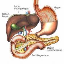Von lateinisch vesica „blase und fel bzw. Gallenblase Funktion Erkrankungen Behandlungen