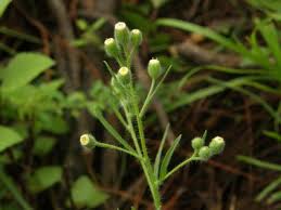 Image result for Eschenbachia gouanii