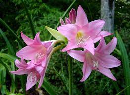 Grow your own cut flower bouquets. Favorite Pink Flowered Bulbs Pacific Bulb Society