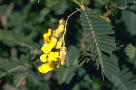 Image result for Sesbania sericea
