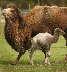 The animals — it's my life 03:07. Bactrian Camel Camelus Bactrianus Our Wild World