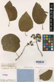 Image result for Premna velutina