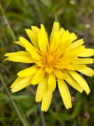 Image result for Mimulopsis runssorica