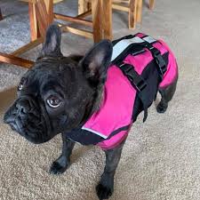 Choosing the right color is also of high importance when your dog swims. Dog Lifejackets Dog Floatation Vest