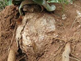 Image result for Crinum buphanoides