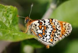 Image result for Melitaea cinxia