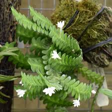 Image result for Angraecum distichum