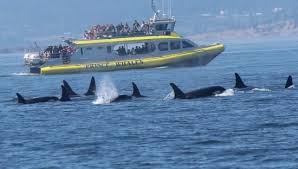 Farmers market voted best in n. Port Angeles Whale Watch Company Island Adventures Whale Watching Port Angeles Port Angeles Washington