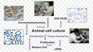 What is animal tissue culture. Animal Cartoon Png Download 842 493 Free Transparent Cell Culture Png Download Cleanpng Kisspng