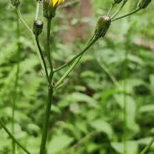 Image result for Gutenbergia rueppellii
