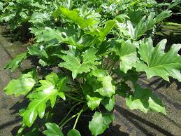 Tropical Plants For Sale Tropical Plants Florida Miamitropicalplants Com Philodendron Easy To Grow Houseplants Inside Plants