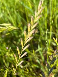 Image result for Lolium multiflorum