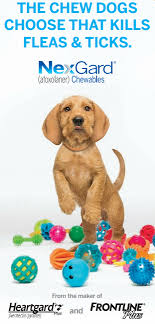 We did not find results for: Nexgard For Dogs All The Facts About This Chewable Flea Treatment