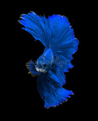 Betta Fish Live Wallpaper Betta Fish Betta Animal Wallpaper