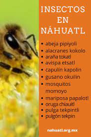 Insectos En Nahuatl Palabras En Nahuatl Lenguas Indigenas De Mexico Remedios Para La Presion Alta