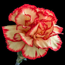Pin On Flowers On Black