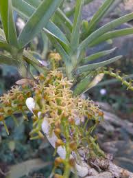 Image result for Tridactyle bicaudata