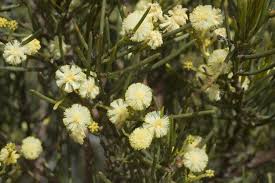 Image result for Acacia pentagona