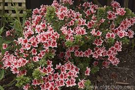Rhododendron Evergreen Azalea Mardi Gras A Low Spreading Belgian Indica Azalea Grown In Australia And New Zealand The Flo Rhododendron Azaleas Evergreen