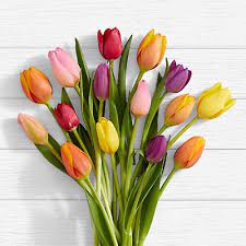 أنواع الورود واسمائها بالصور