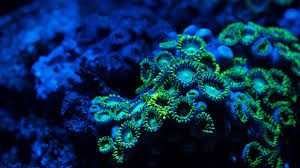 Resultado de imagem para wallpapers of corals