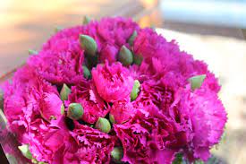 Carnation Carnations Flowers Vegetables