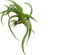 Image result for Chlorophytum galpinii