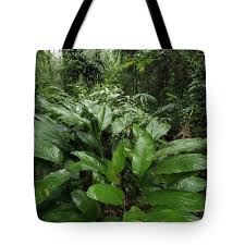 Image result for Sarcophrynium prionogonium