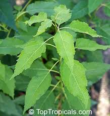 Image result for Hymenocardia