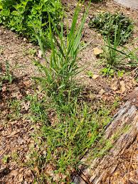 Image result for Eragrostis botryodes