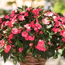 Image result for Impatiens sylvicola