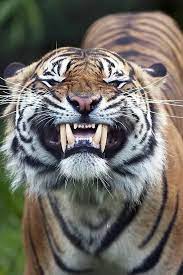 صور حيوانات christmas kitten christmas cats cats