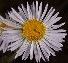 Image result for Erigeron steudelii