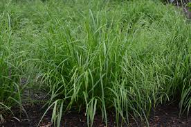 Image result for Oxyrhachis gracillima