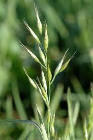Image result for Bromus