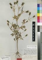 Image result for Bidens biternata
