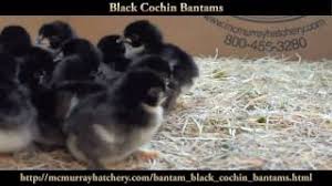 Speedy's mom, a mottled hen photo courtesy of greg cooper. Black Cochin Bantams Chicks Beta Video Youtube