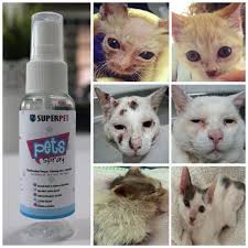 Banyak soalan yang saya terima daripada artikel saya yang bertajuk 'kucing sporo'. Kudis Kucing Price Promotion May 2021 Biggo Malaysia