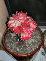 Any ideas it's a beautiful red color. Sad Ruby Ball Cactus Any Diagnoses Album On Imgur