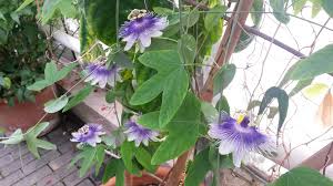 Image result for Zornia punctatissima