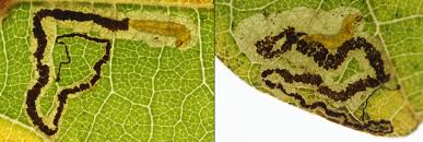 Image result for Stigmella roborella
