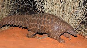 Koronavirusun Kaynagi Oldugu Dusunulen Ilginc Hayvan Pangolin Eksi Seyler