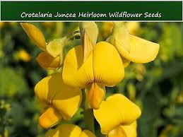 Image result for Crotalaria juncea